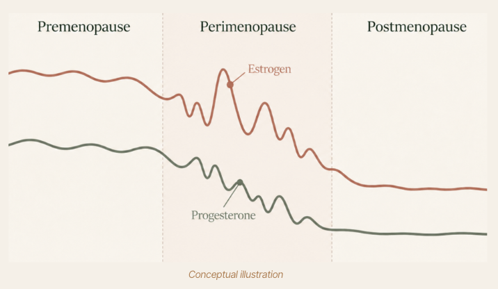 Conceptual illustration of estrogen and progesterone levels across premenopause, perimenopause, and postmenopause — predictable cycling becomes more variable before settling at lower postmenopausal levels
